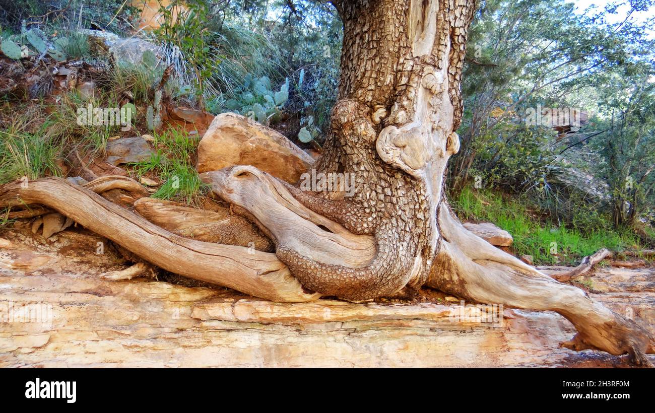 Old tree with roots in a forest Stock Photo - Alamy