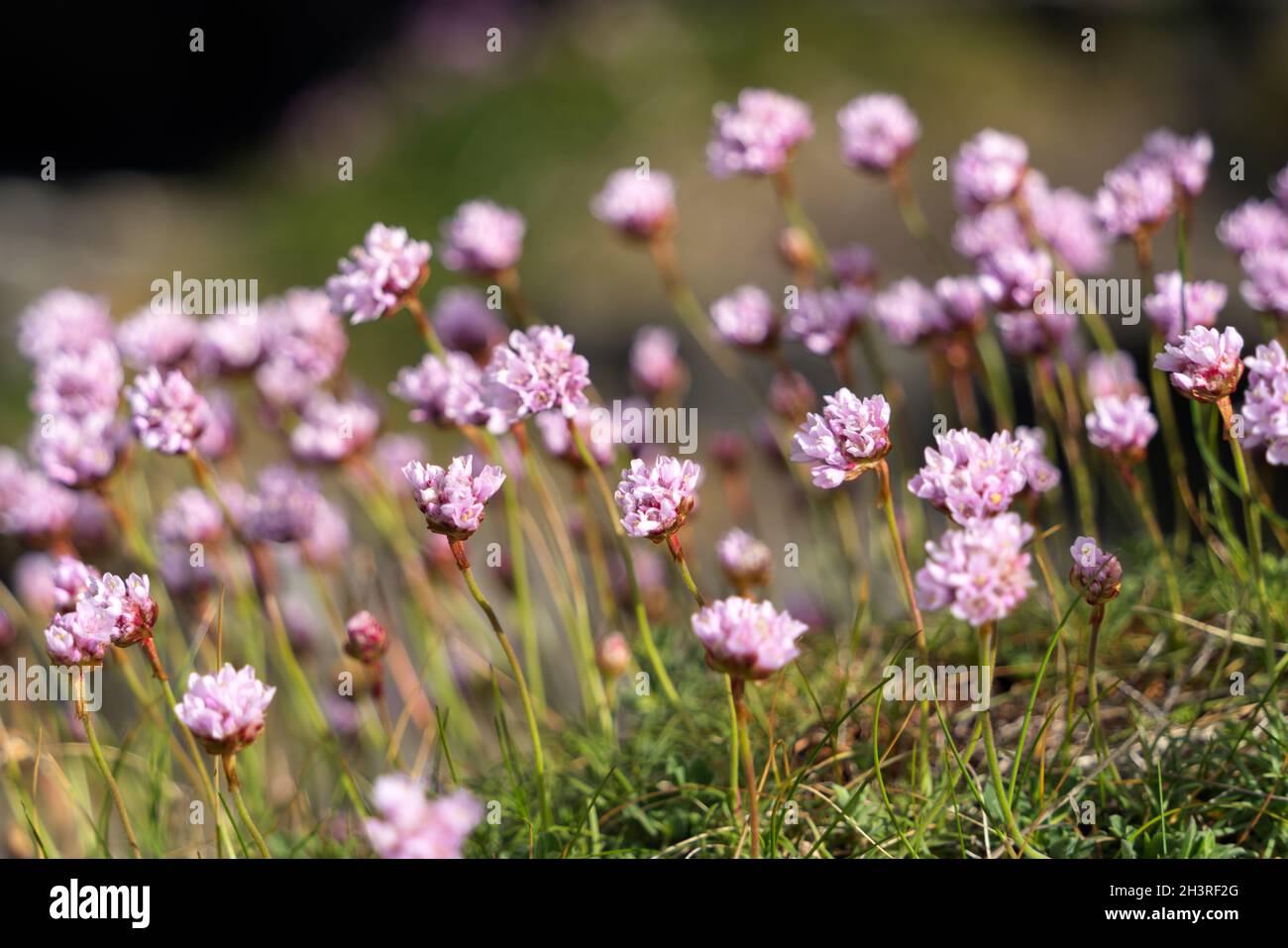 Sea Pinks (Armeria) flowering in springtime at Pendennis Point near Falmouth in Cornwall Stock Photo