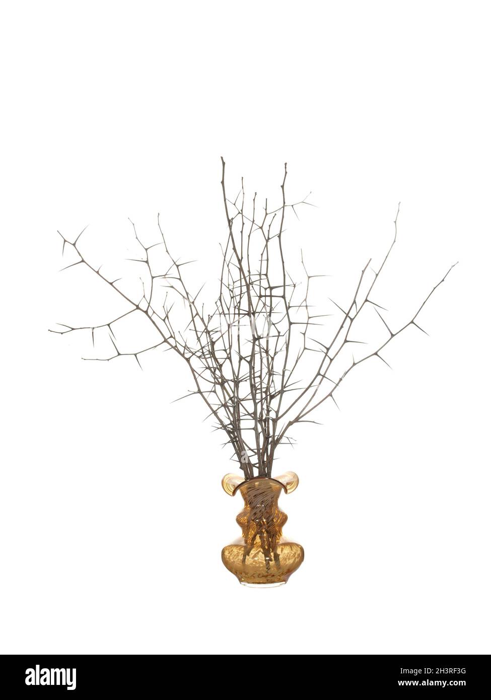 Dry twigs of blackthorn with long needles and without leaves in a yellow glass vase isolated on a white background. Stock Photo
