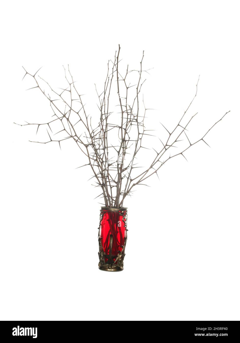 Dry twigs of blackthorn with long needles and without leaves in a red glass vase isolated on a white background Stock Photo
