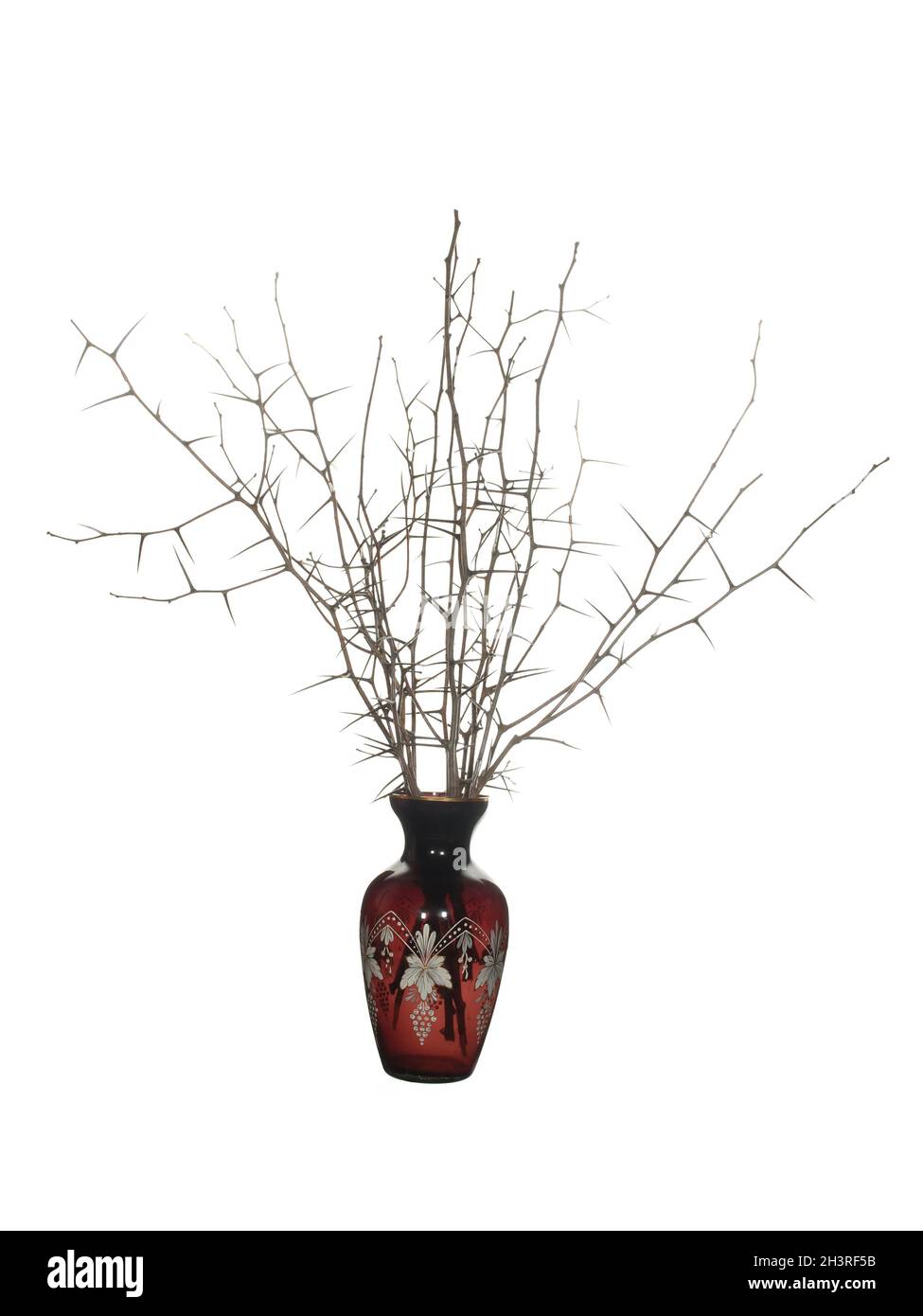 Dry branches of blackthorn with long needles and without leaves in a red glass vase of classical shape isolated on a white background. Stock Photo