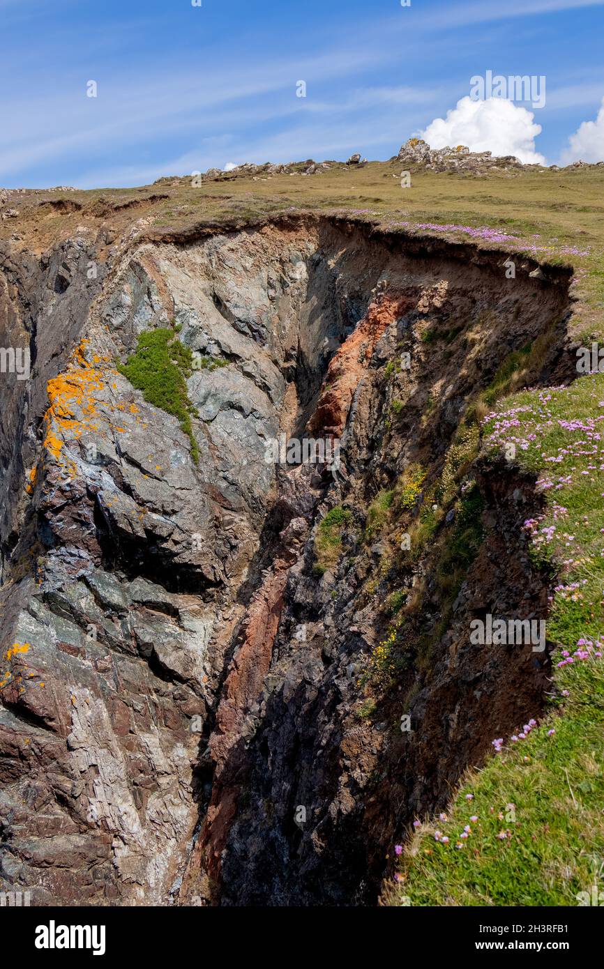 Sea Pinks flowering in the rugged countryside around Kynance Cove Stock