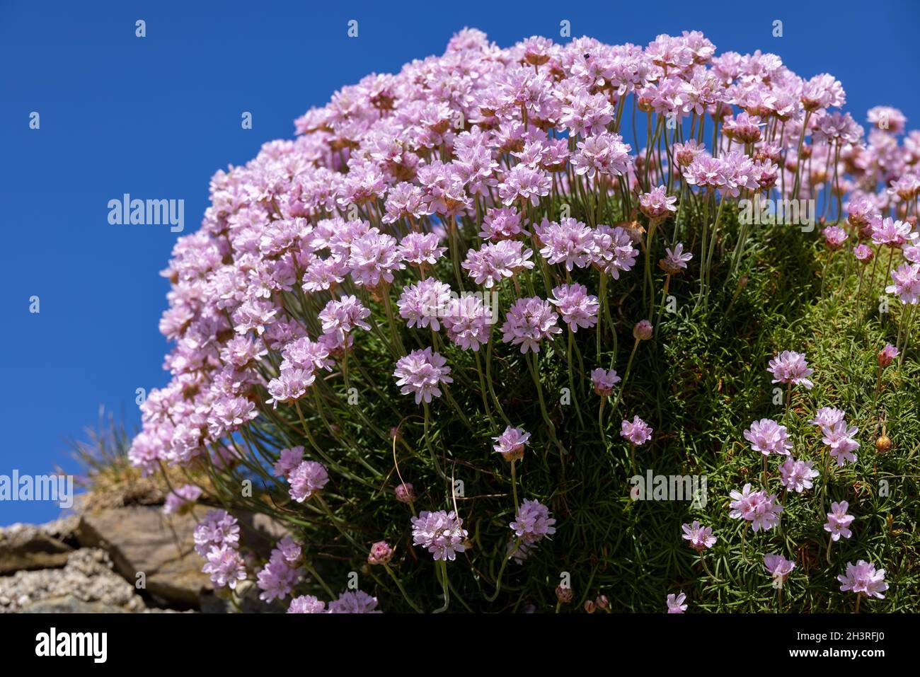 Sea Pinks (Armeria) flowering in springtime at St Ives in Cornwall Stock Photo