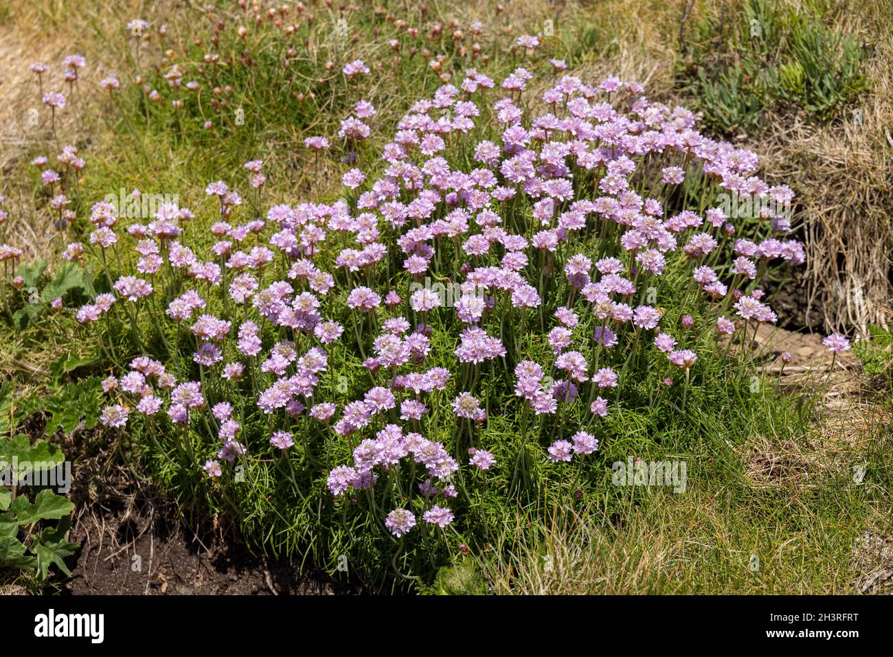 Sea Pinks (Armeria) flowering in springtime at St Ives in Cornwall