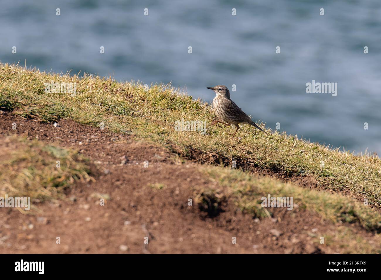 Rock Pipit (Anthus petrosus) walking along the cliff edge at Kynance Cove Stock Photo