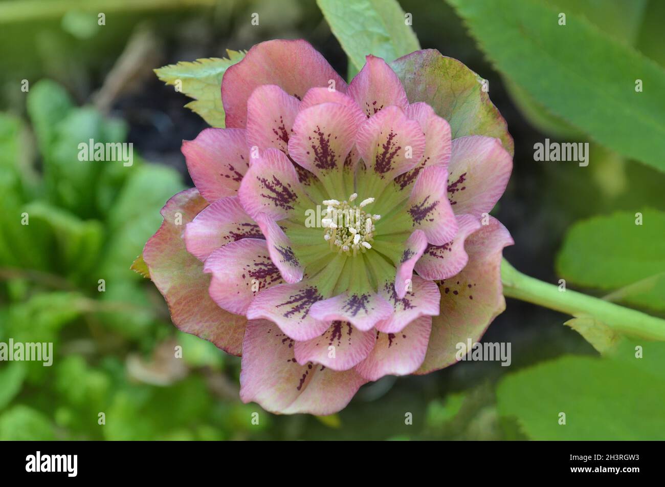 Christmas Rose or Lenten Rose or Snow Rose blooms. Hellebore Double Ellen Spotted Pink flower growing in winter. Stock Photo