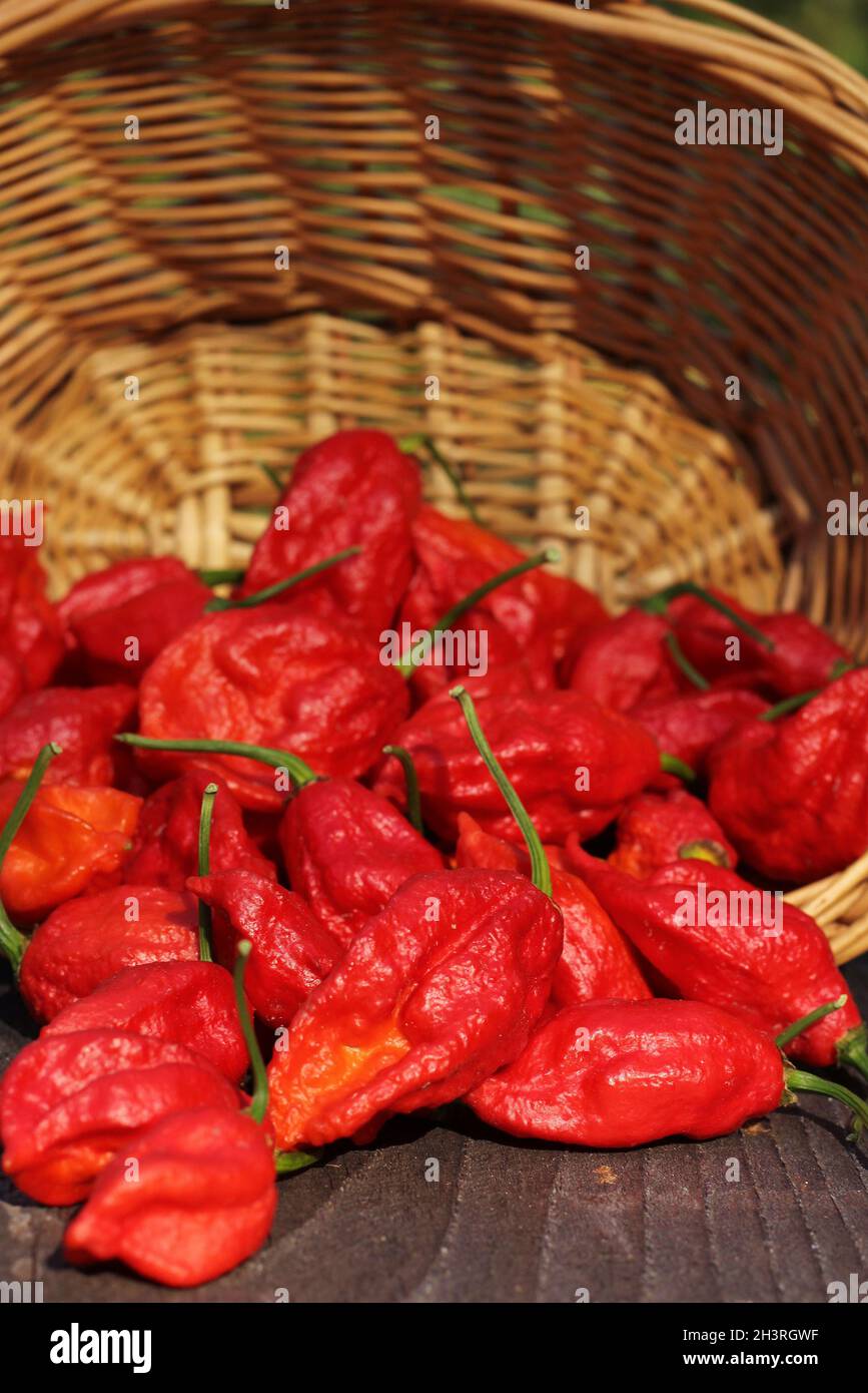 Basket of Fresh Bhut Jolokia Ghost Chili Peppers at rural market Stock Photo