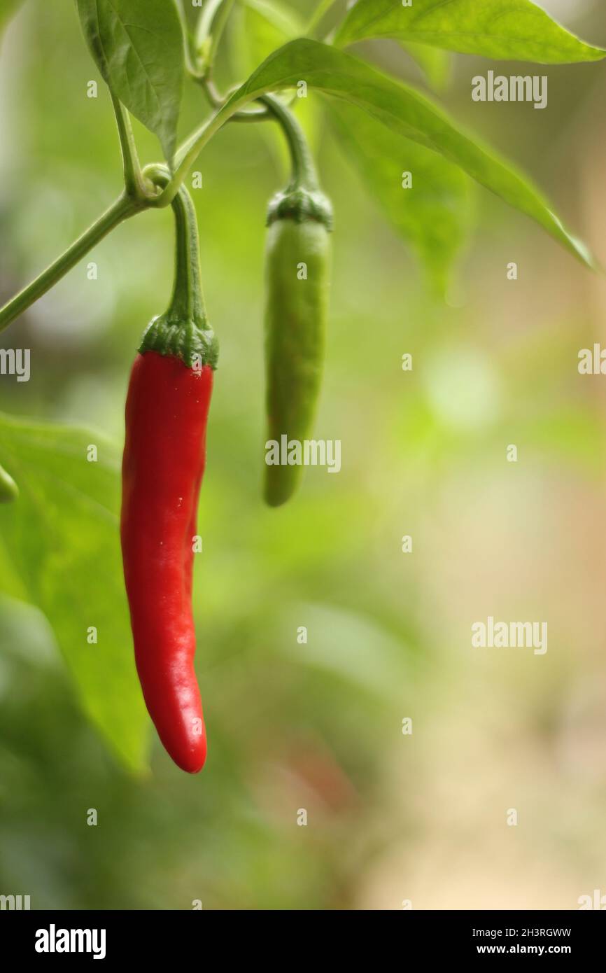 Cayenne pepper plant growing hires stock photography and images Alamy