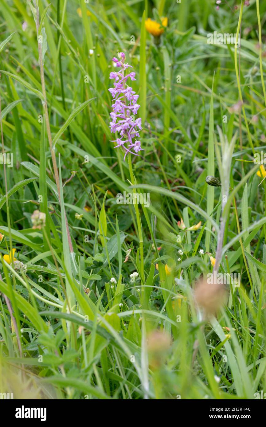 Chalk Fragrant Orchid (Gymnadenia conopsea) at Wye Downs in Kent, UK Stock Photo