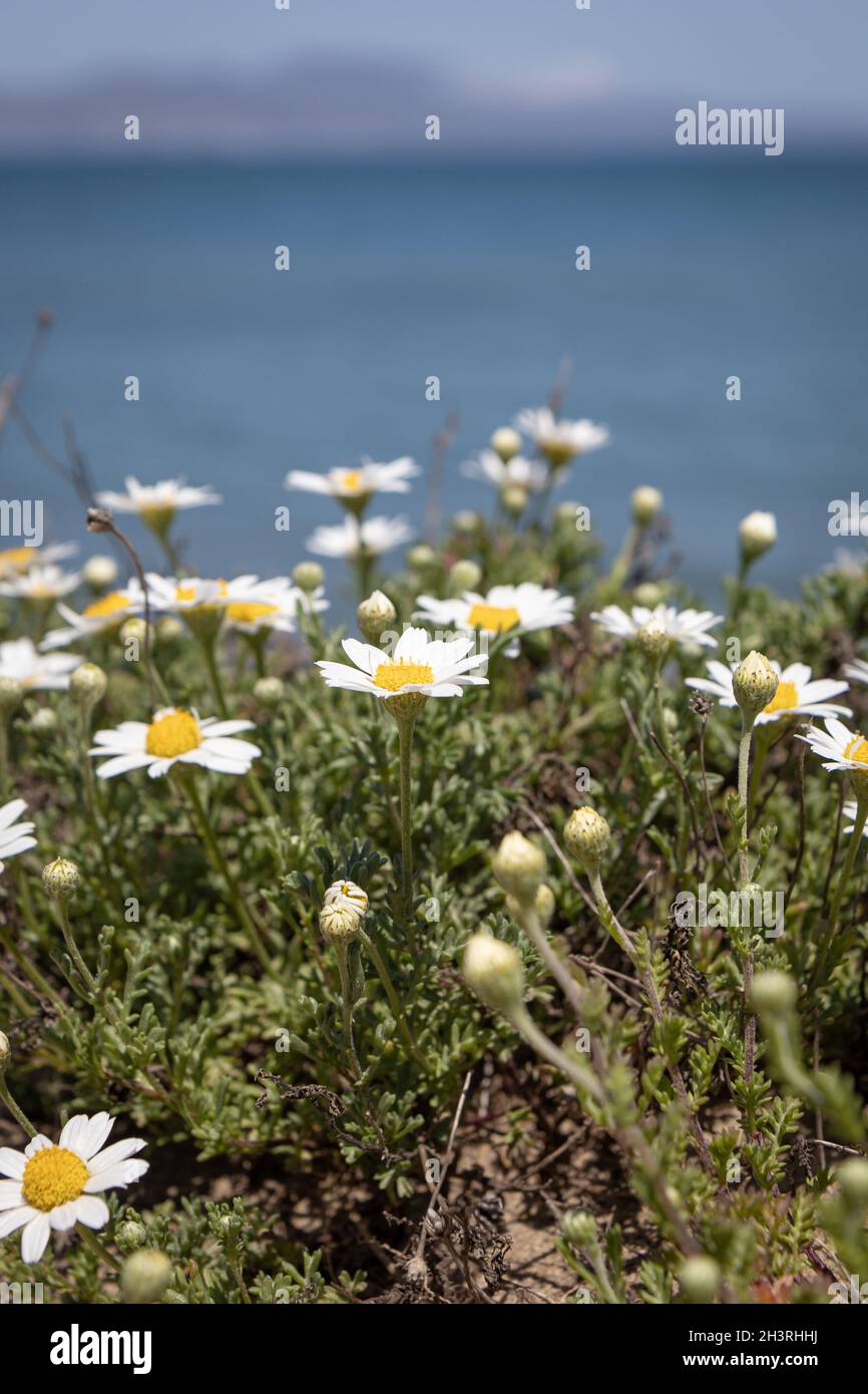 Chrysanthemum zawadskii flowers next to sea Stock Photo