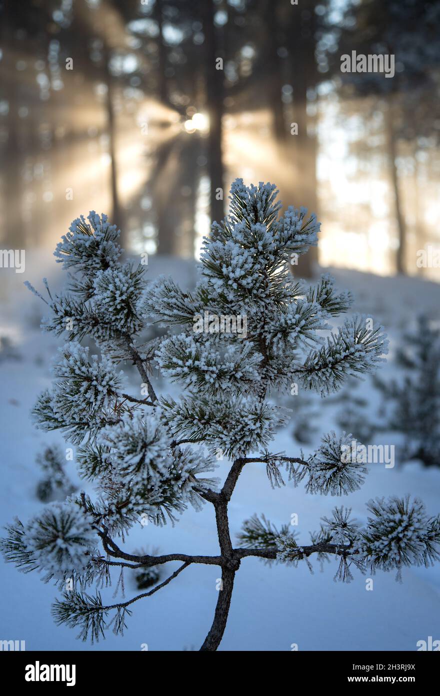 Impressive view of fog and sunlight after frost on the famous Sarıkamış ski slopes with its crystal snow and yellow pine forests. Stock Photo
