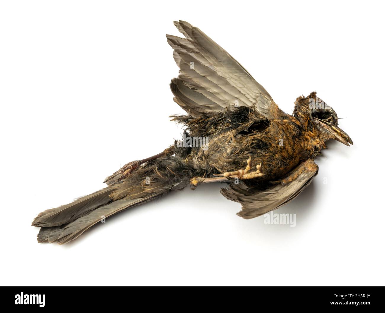 dead bird clipart flying