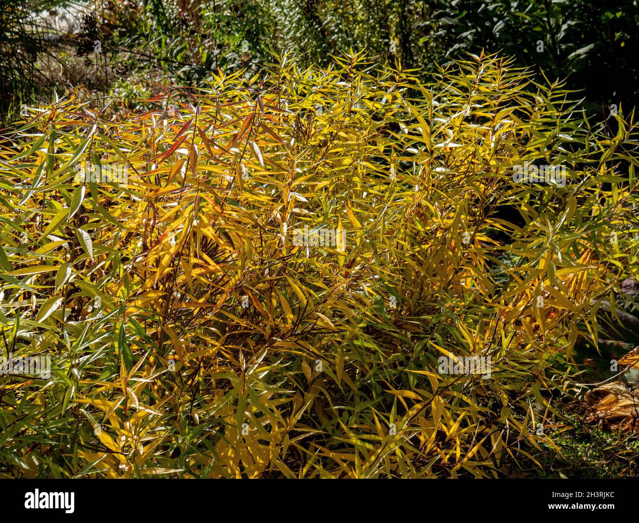 The old gold autumn foliage of Amsonia illustra Stock Photo