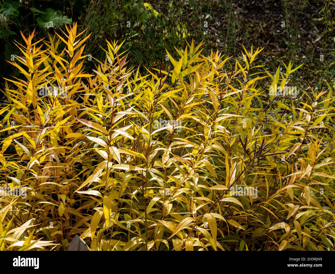 The striking golden autumn foliage of Amsonia sinensis Stock Photo