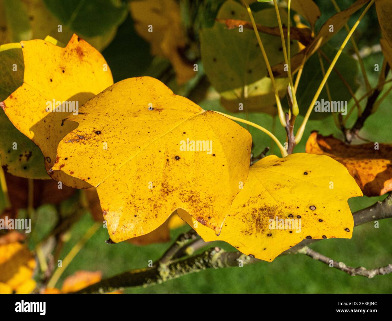 A small group of the bright yellow autumn leaves of the tulip tree -  Liriodendron tulipifera Stock Photo