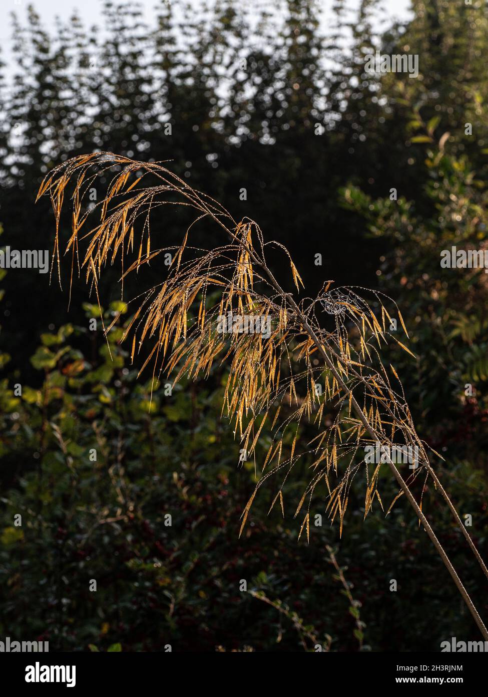 A pair of seed heads of Stipa gigantea backlit by early morning sunlight Stock Photo