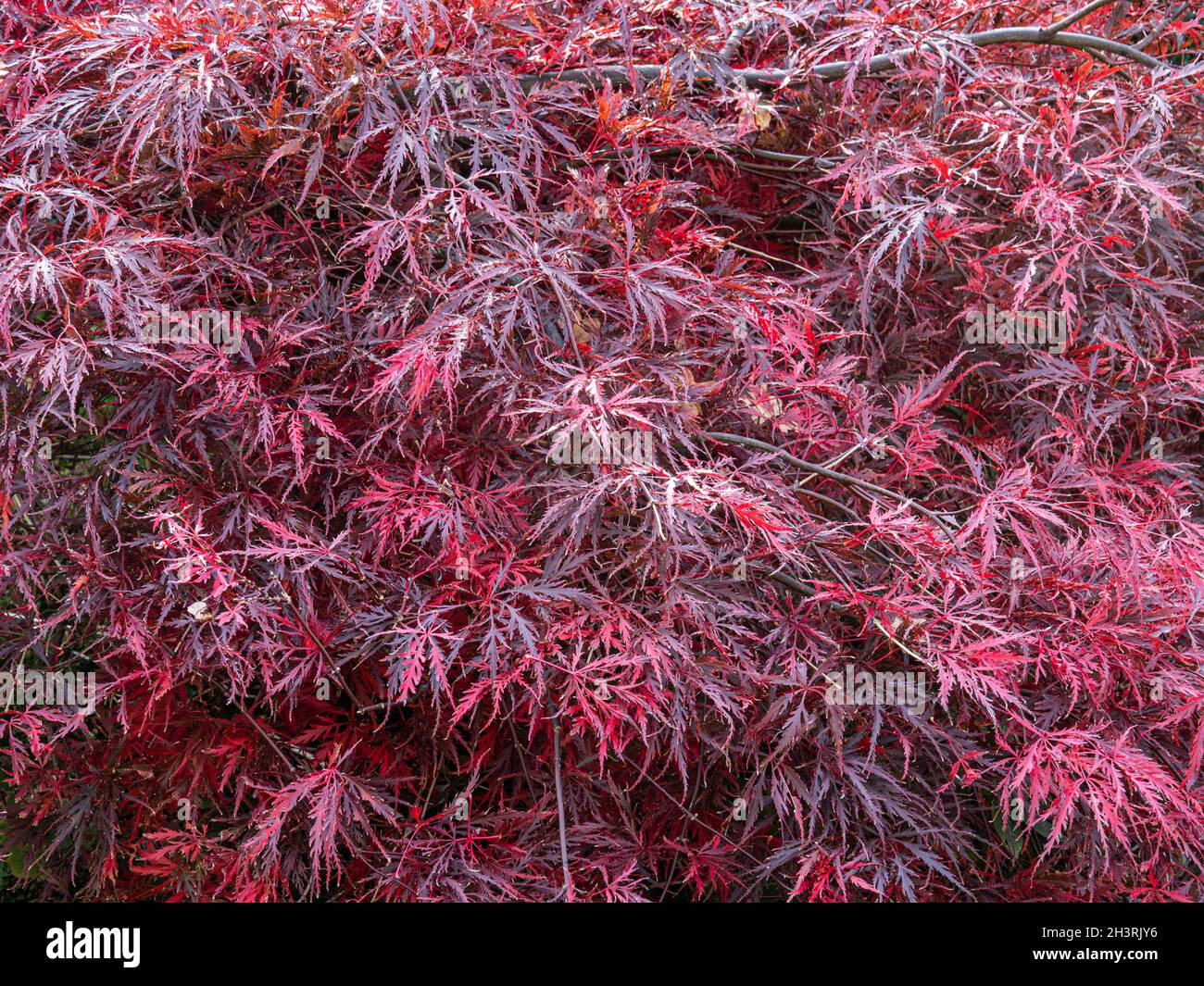The deep red dissected autumn leaves of Acer palmatum var. dissectum Stock Photo