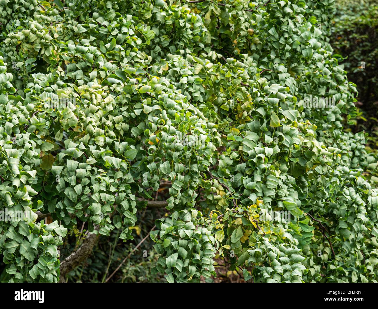 A frame filled with the distinctive lacy foliage of Robinia pseudoacacia Lace Lady PBR Stock Photo