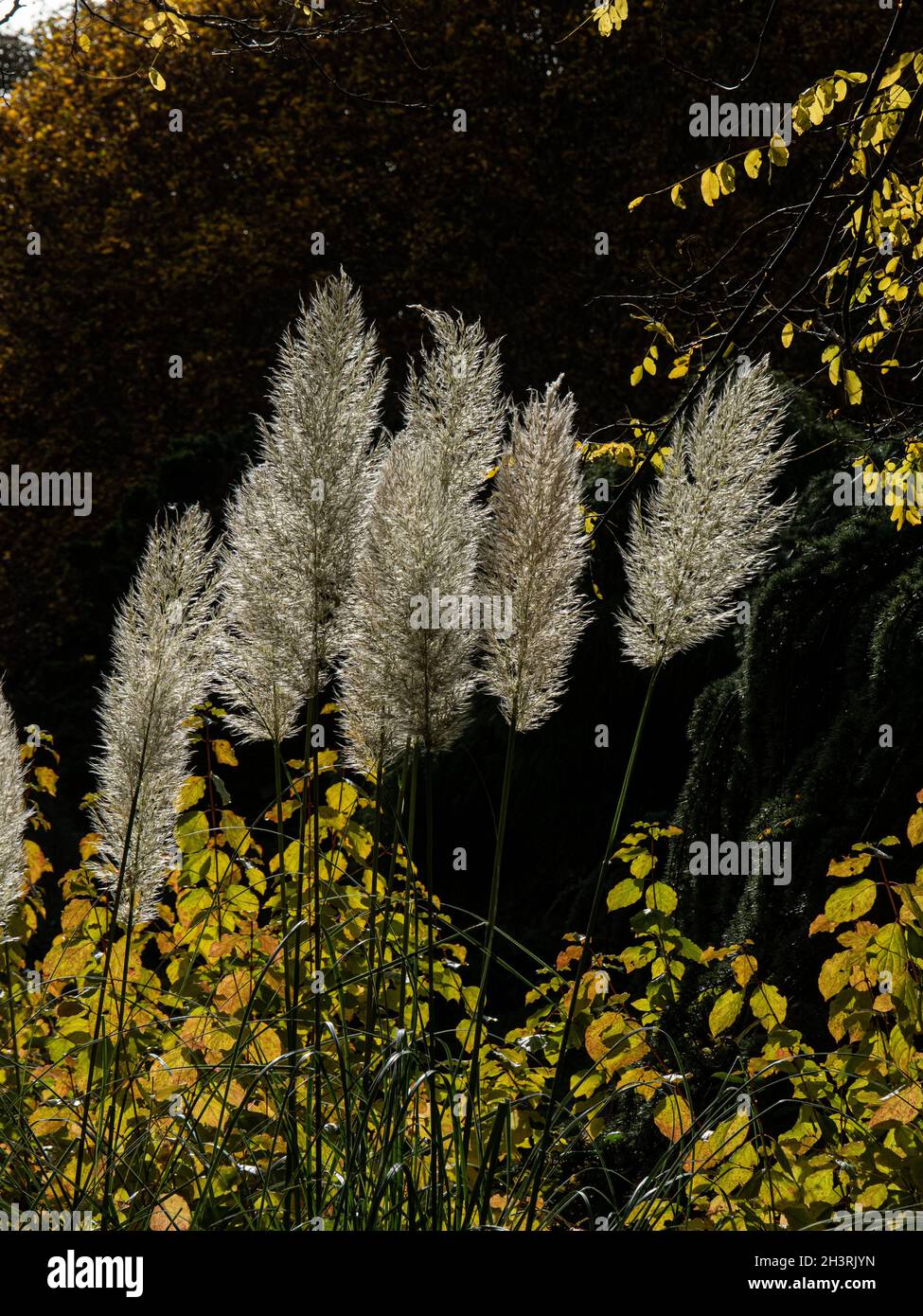 The delicate plume of pampas grass backlit by low autumn sunlight Stock Photo