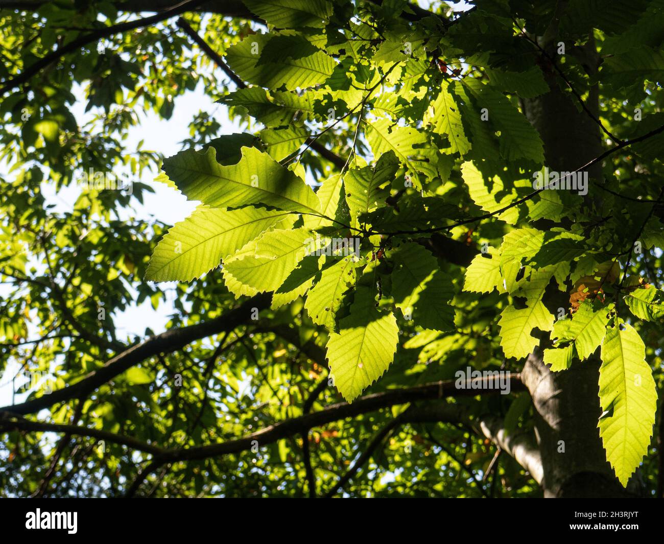 Sunlight shining though fresh green sweet chestnut leavesmaking patterns of light and shade Stock Photo