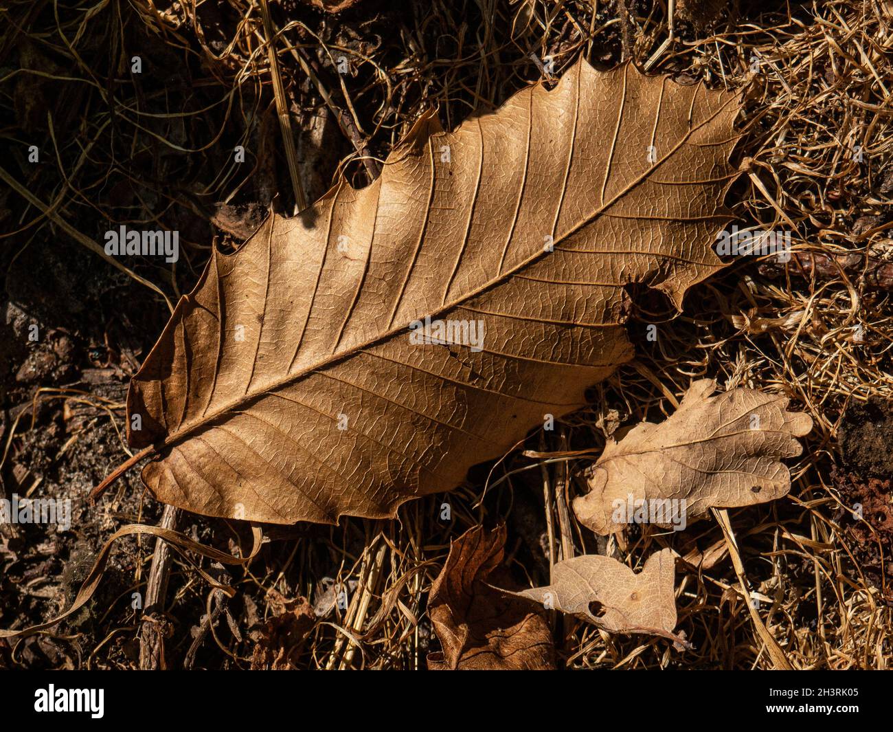 A close up of a sharply veined and textured brown fallen leaf of a sweet chestnut - Castanea sativa Stock Photo