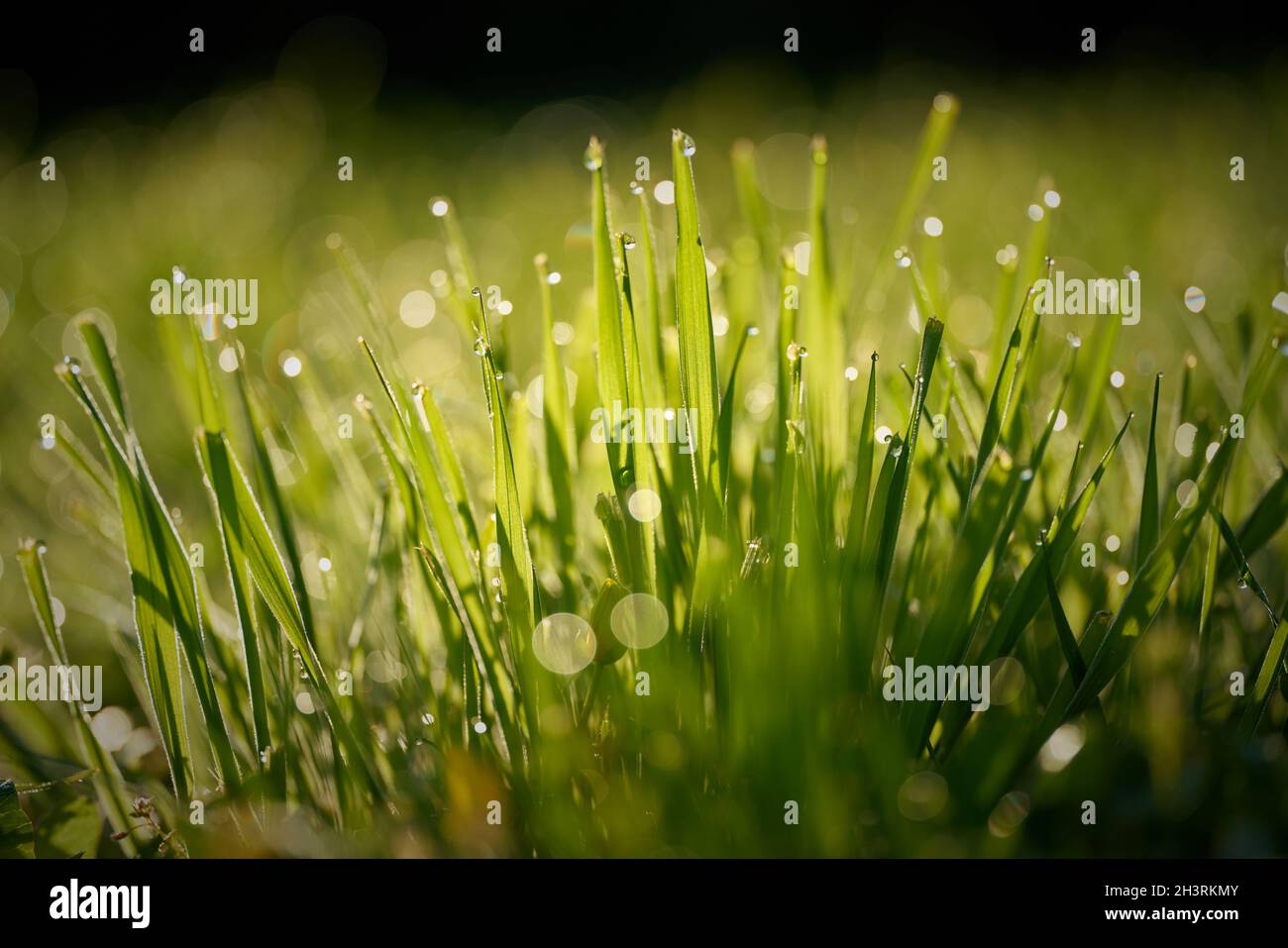 Grass with dew drops on a meadow in the early morning at sunrise Stock Photo