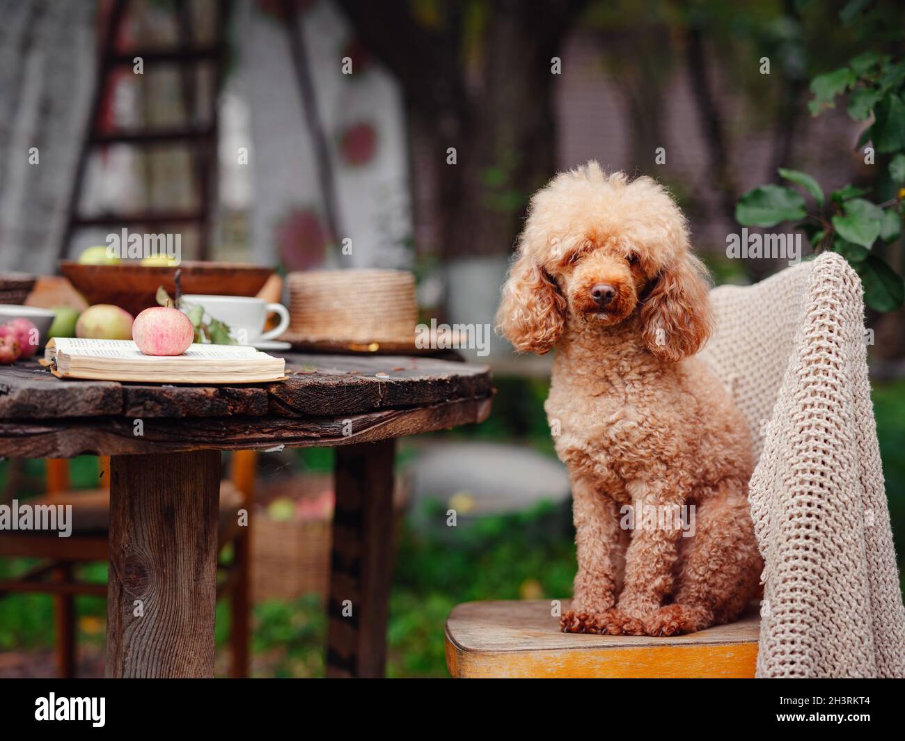 Apple poodle cheap