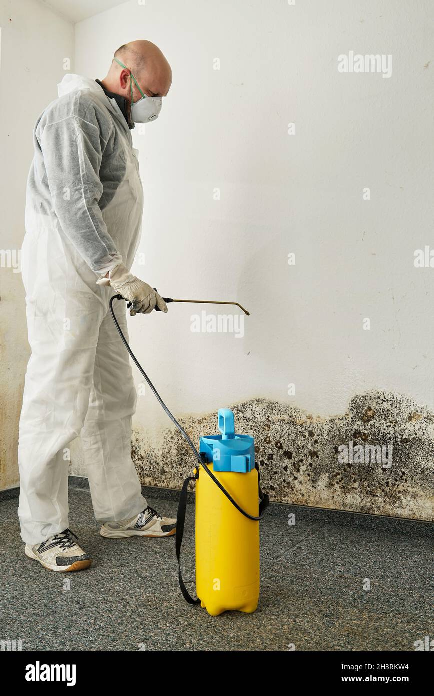 Specialist in the elimination of severe mold in an apartment Stock Photo