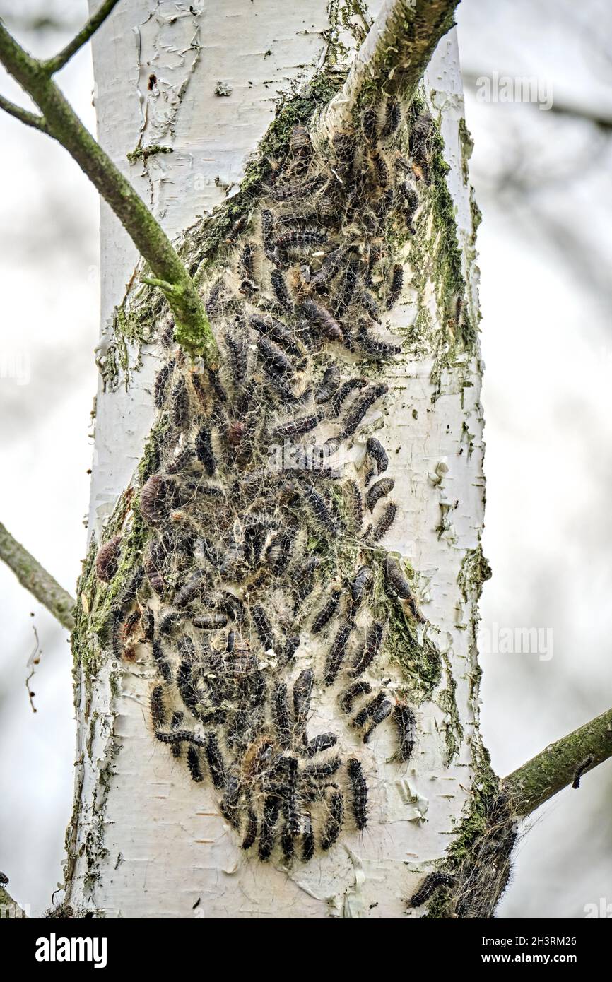 Gypsy moth caterpillars (Lymantria dispar Stock Photo - Alamy