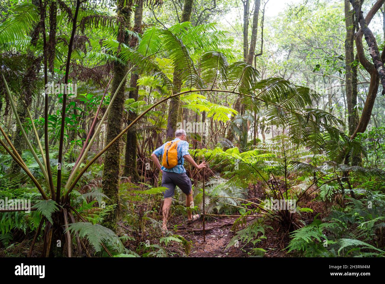 Jungle destination hi-res stock photography and images - Alamy