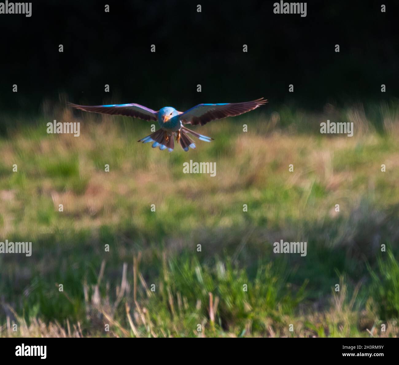 A European roller in flight , Provence, France Stock Photo Alamy