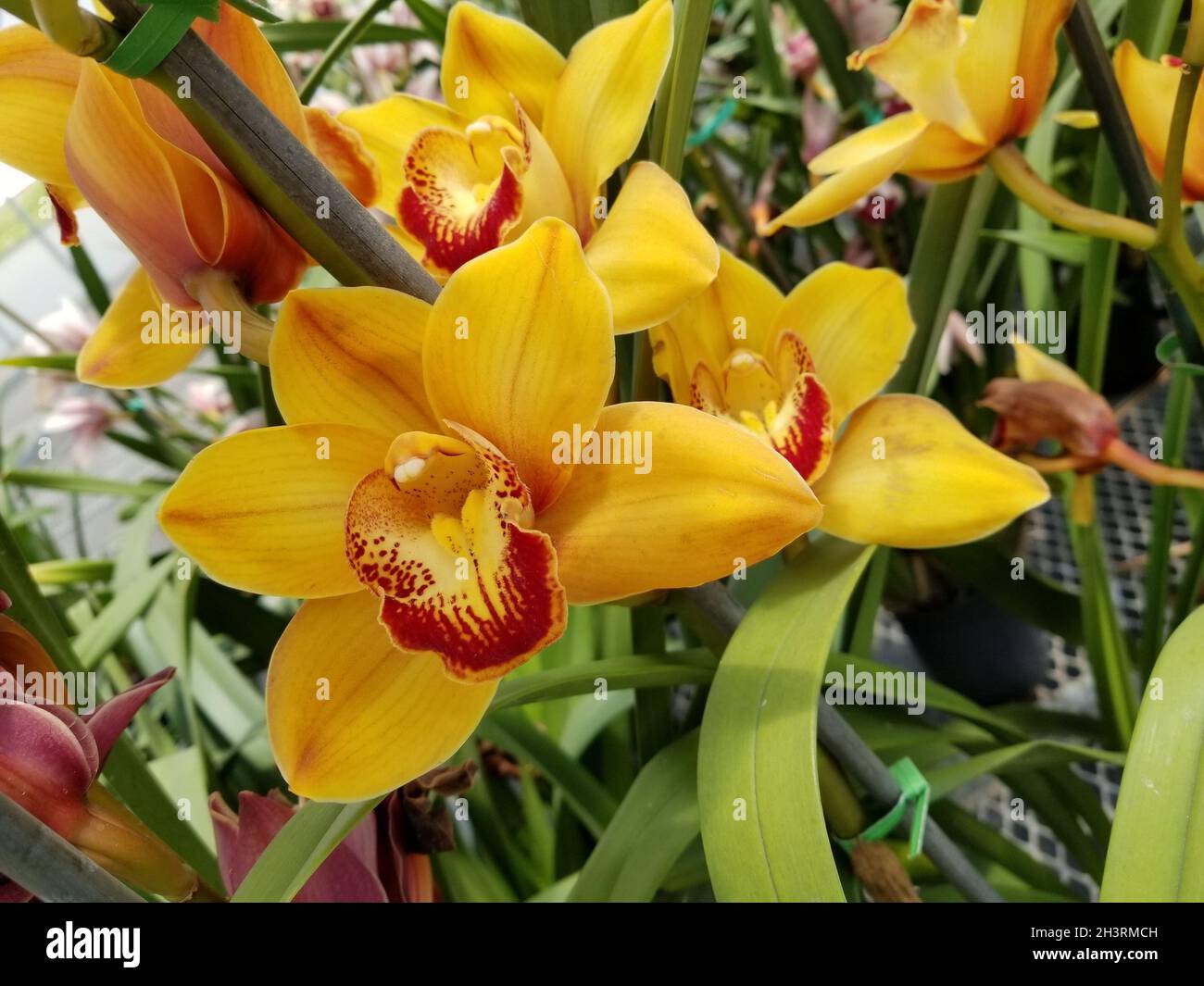 Closeup shot of orange Cymbidium aloelistic flowers growing in the garden Stock Photo