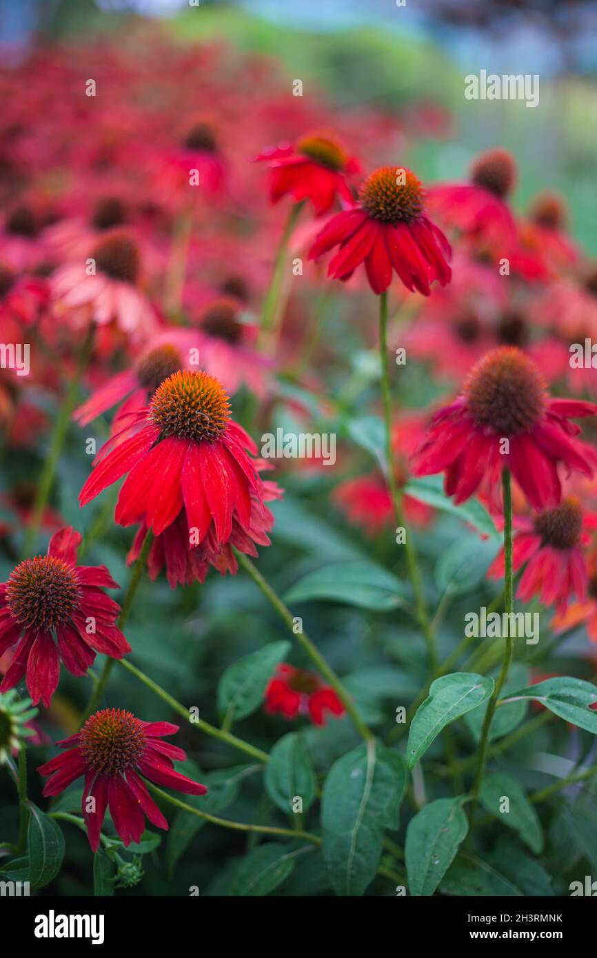 Echinacea blooming redconeflower for insect and Bee Friendly garden Stock Photo