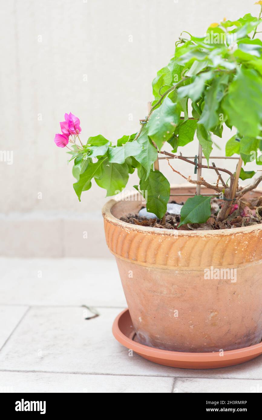 Pink blooming bougainvillea in a tarracotta pot on the terrace Stock Photo