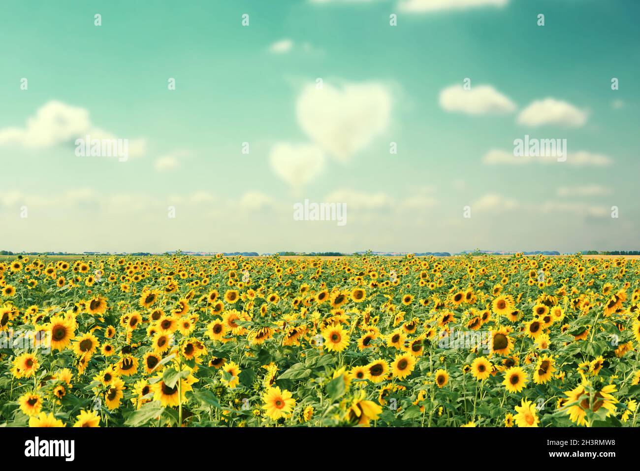 Field of blooming sunflowers on a background blue sky Stock Photo - Alamy