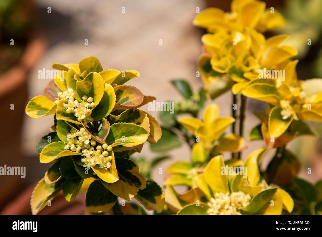 Euonymus Japonica, can be grown as a hedge plant or grown in pots. Species of flowering plant in the Celastraceae family. Selective focus. Stock Photo