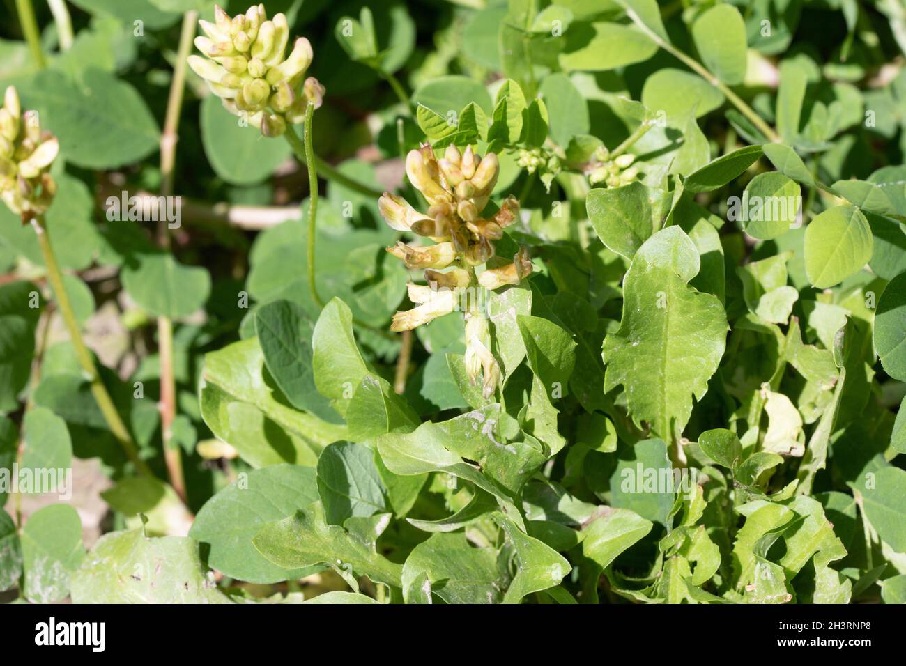 Wild Liquorice (Astragalus glycyphyllos) at Ranscombe Farm Reserve in Kent Stock Photo