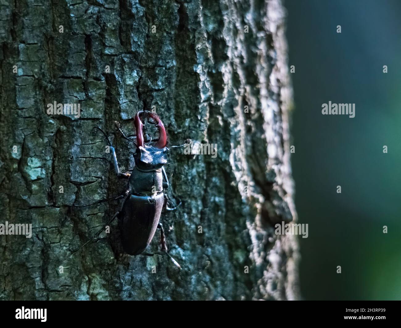 Stag beetle crawling on tree hi-res stock photography and images - Alamy