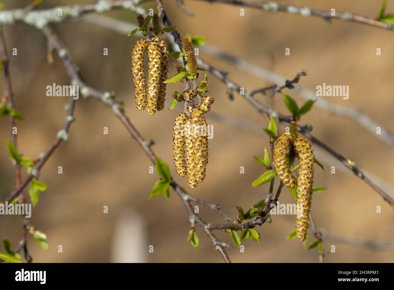The willow catkins, from the common goat willow (Salix caprea) Stock Photo