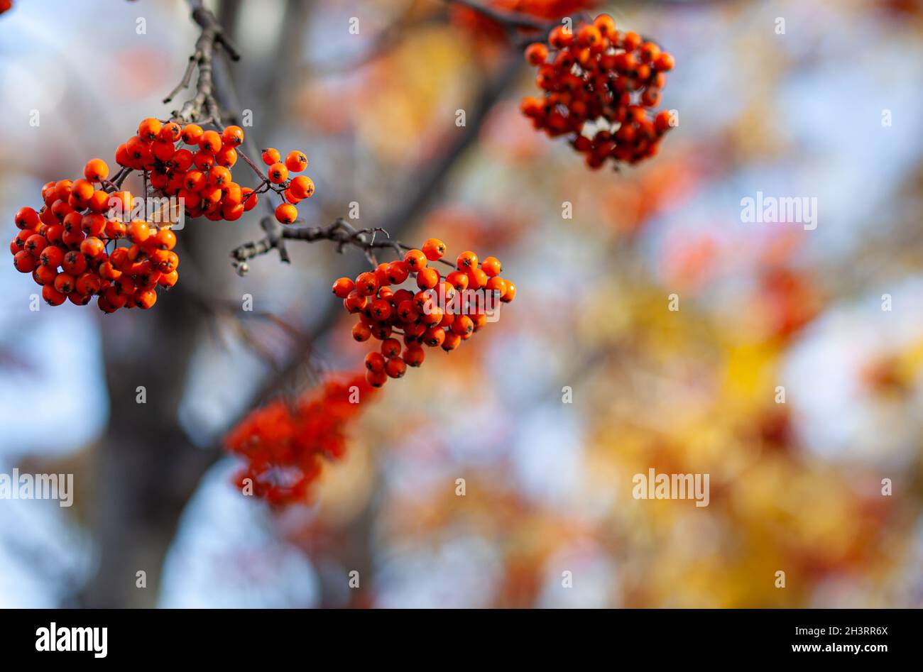 Berries of mountain ash branches are red on a blurry autumn background Stock Photo
