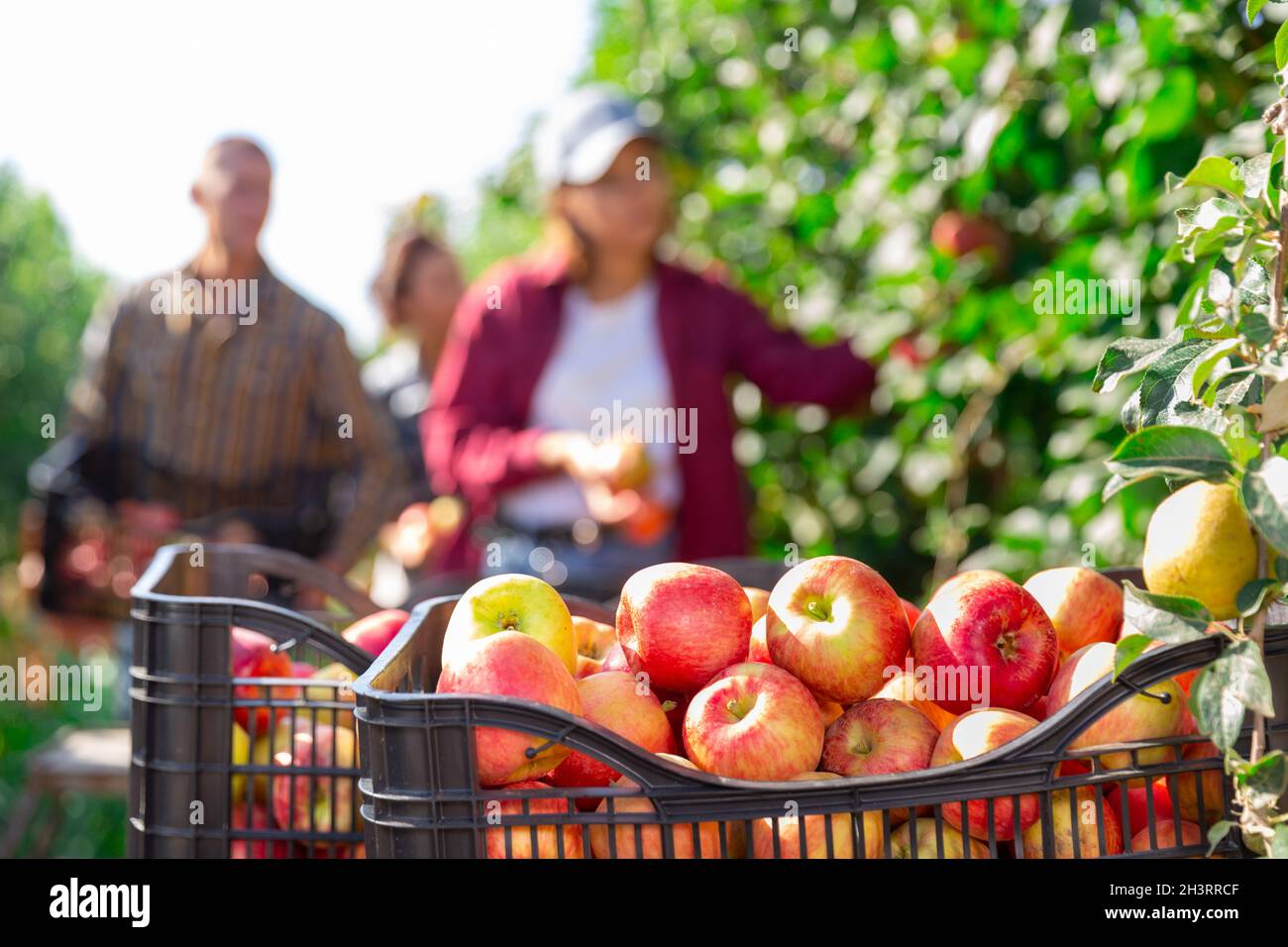 Close-up of boxes full of ripe apples at orchard Stock Photo - Alamy