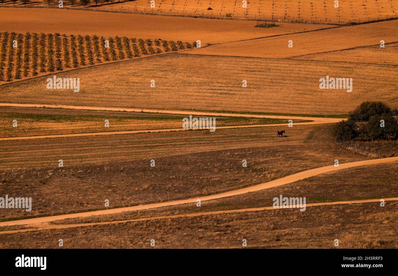 Aerial view of landscape of vineyard fields with a horse, in Castilla La Mancha, Spain Stock Photo