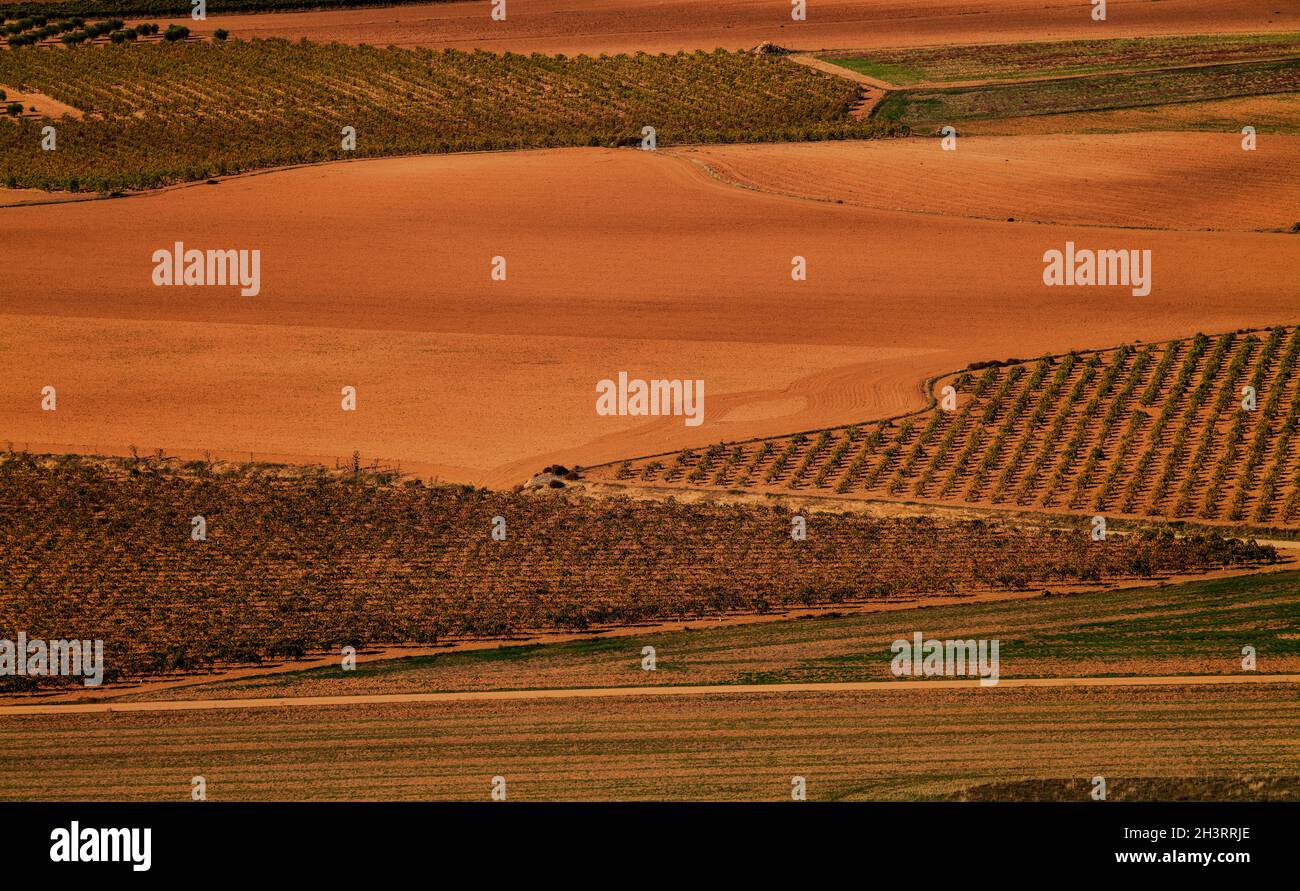 Aerial view of landscape of vineyard fields in Castilla La Mancha, Spain Stock Photo