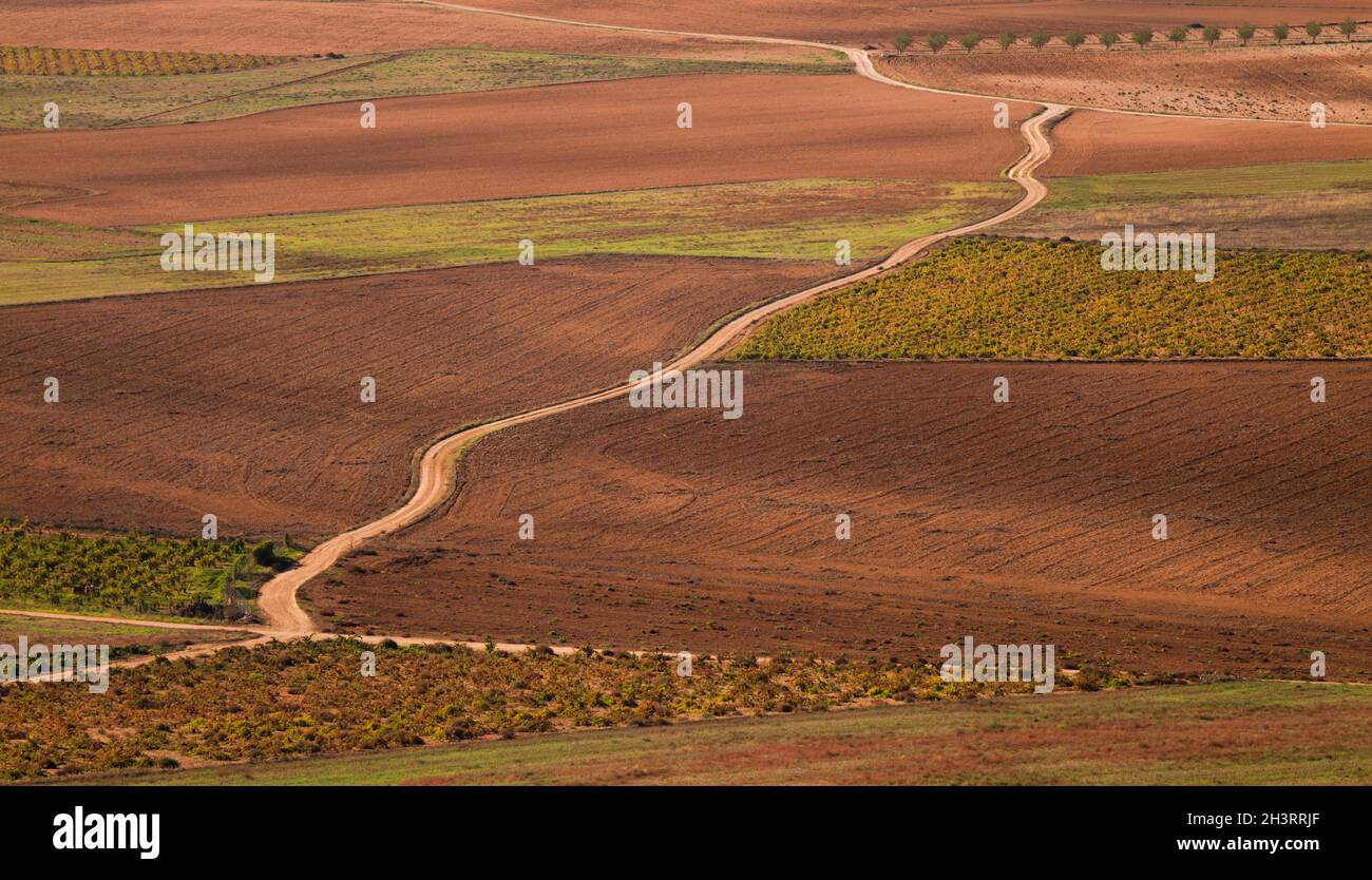 Aerial view of landscape of vineyard fields with dirt road in Castilla La Mancha, Spain Stock Photo