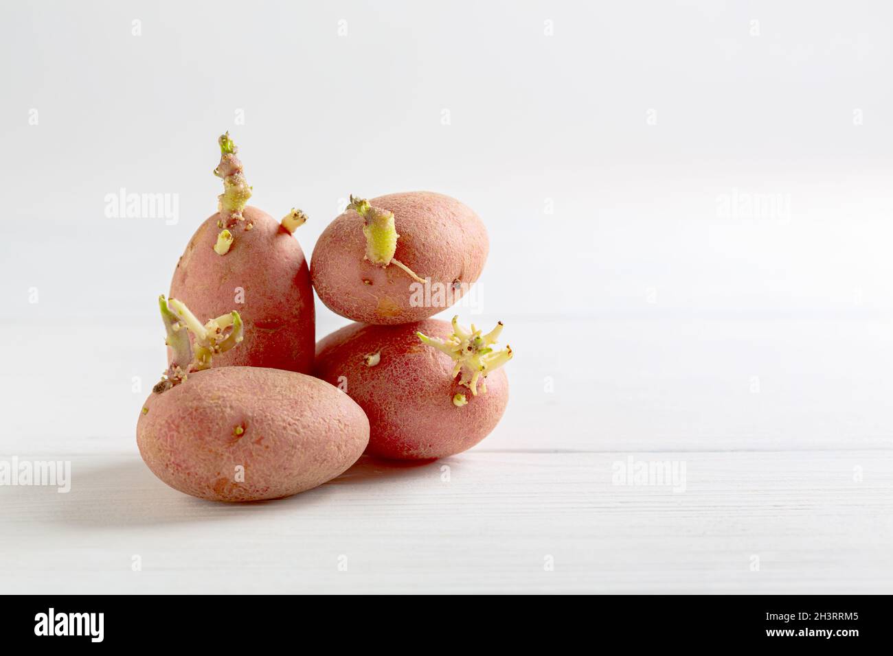 Sprouted potato tubers for planting. Stock Photo