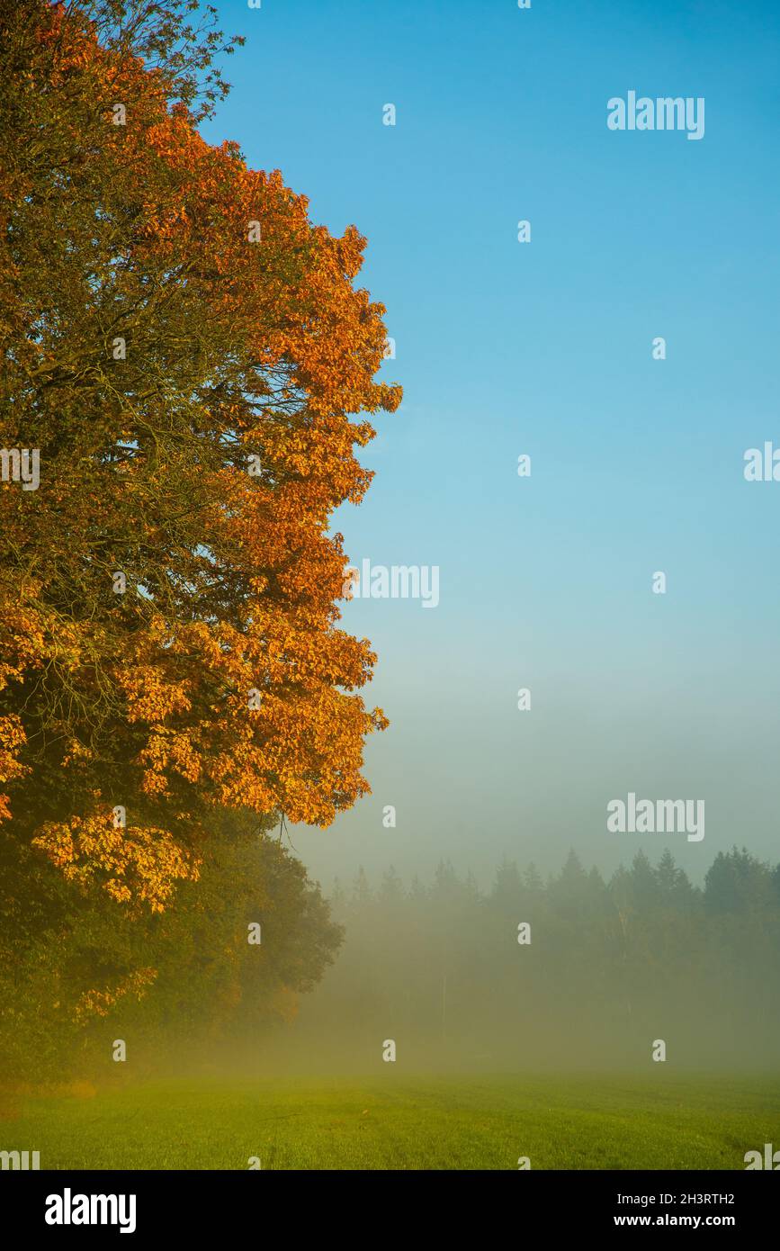 fall with colourful tree in misty weather, Holland Stock Photo