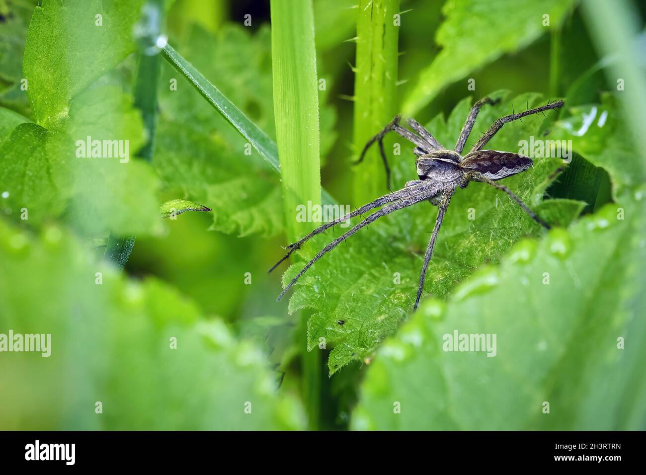 List spider (Pisaura mirabilis). Stock Photo