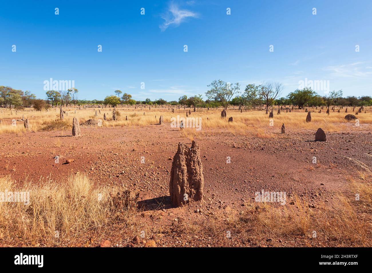 Termite mounds along the remote Buchanan Highway, named after the famous pioneer and pastoralist Nat Buchanan, Northern Territory, NT, Australia Stock Photo