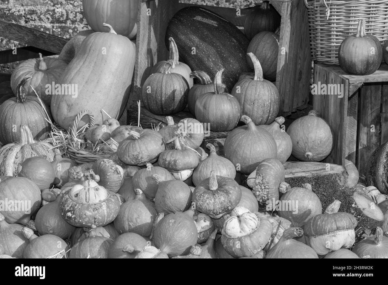 A pile of pumpkins on the ground Stock Photo