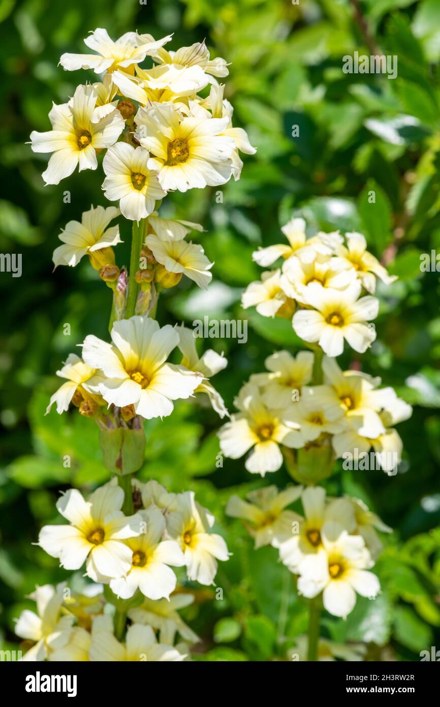 Close up of saitn flowers (sisyrinchium striatum) in bloom Stock Photo